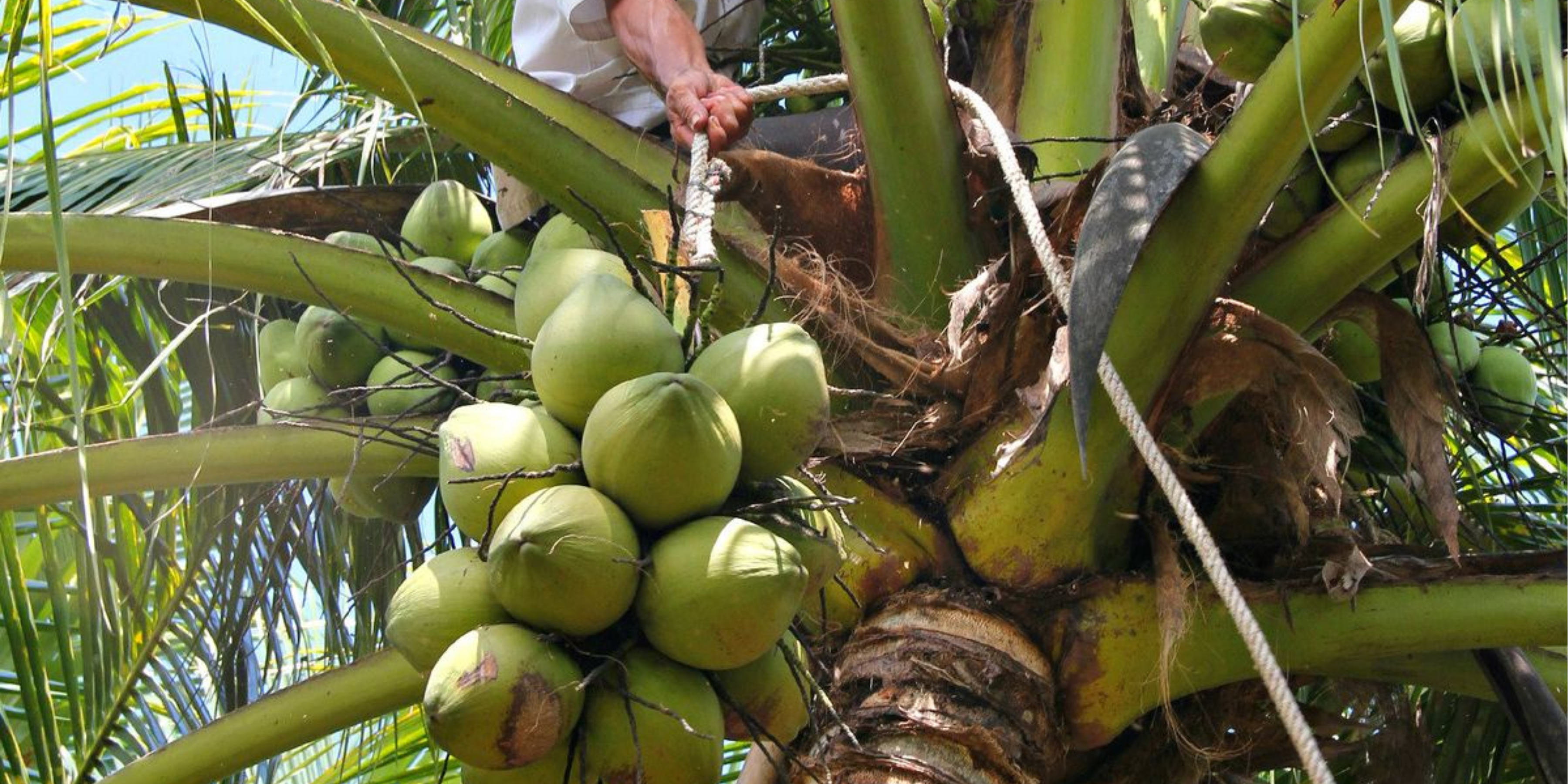 Minyak Goreng Kelapa vs Minyak Goreng Sawit: Mana Lebih Baik untuk Kesehatan & Memasak?