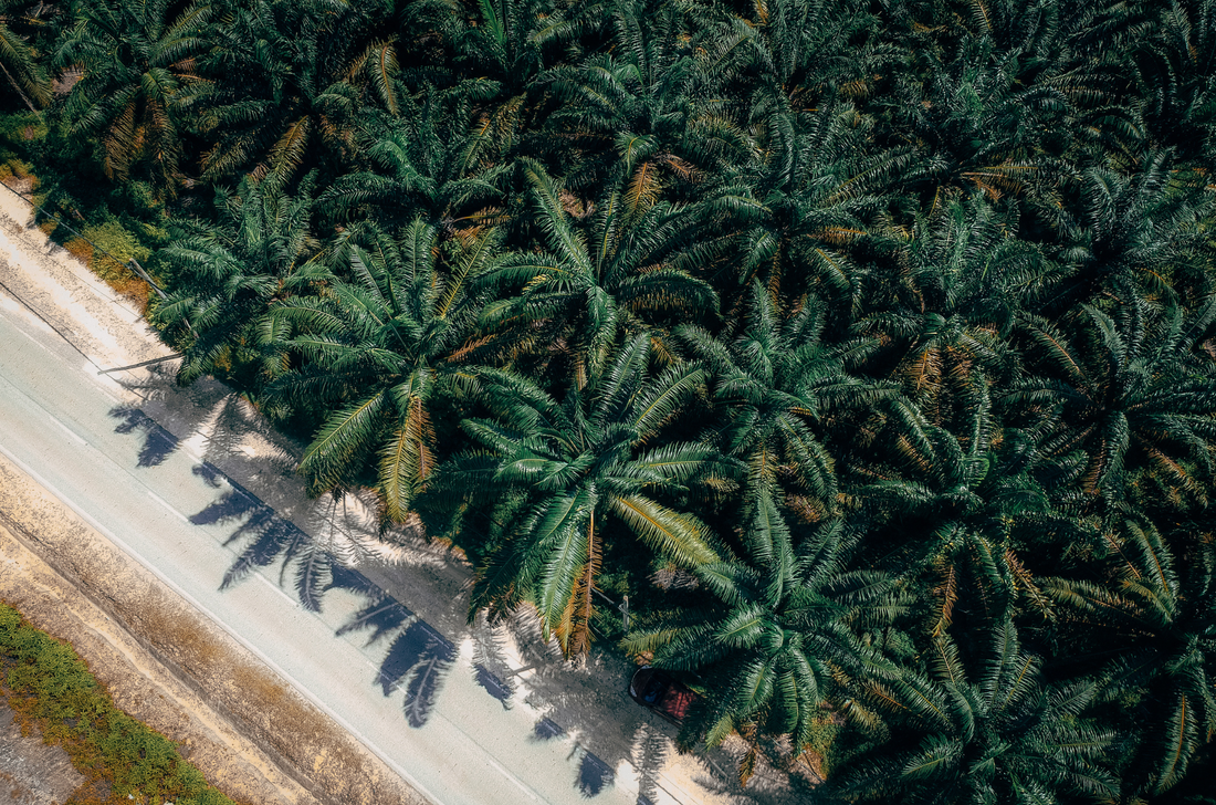 Coconut Oil in Indonesia: Market Dynamics, Applications, Health Benefits, and Why It Has Become a Must-Have Edible Oil