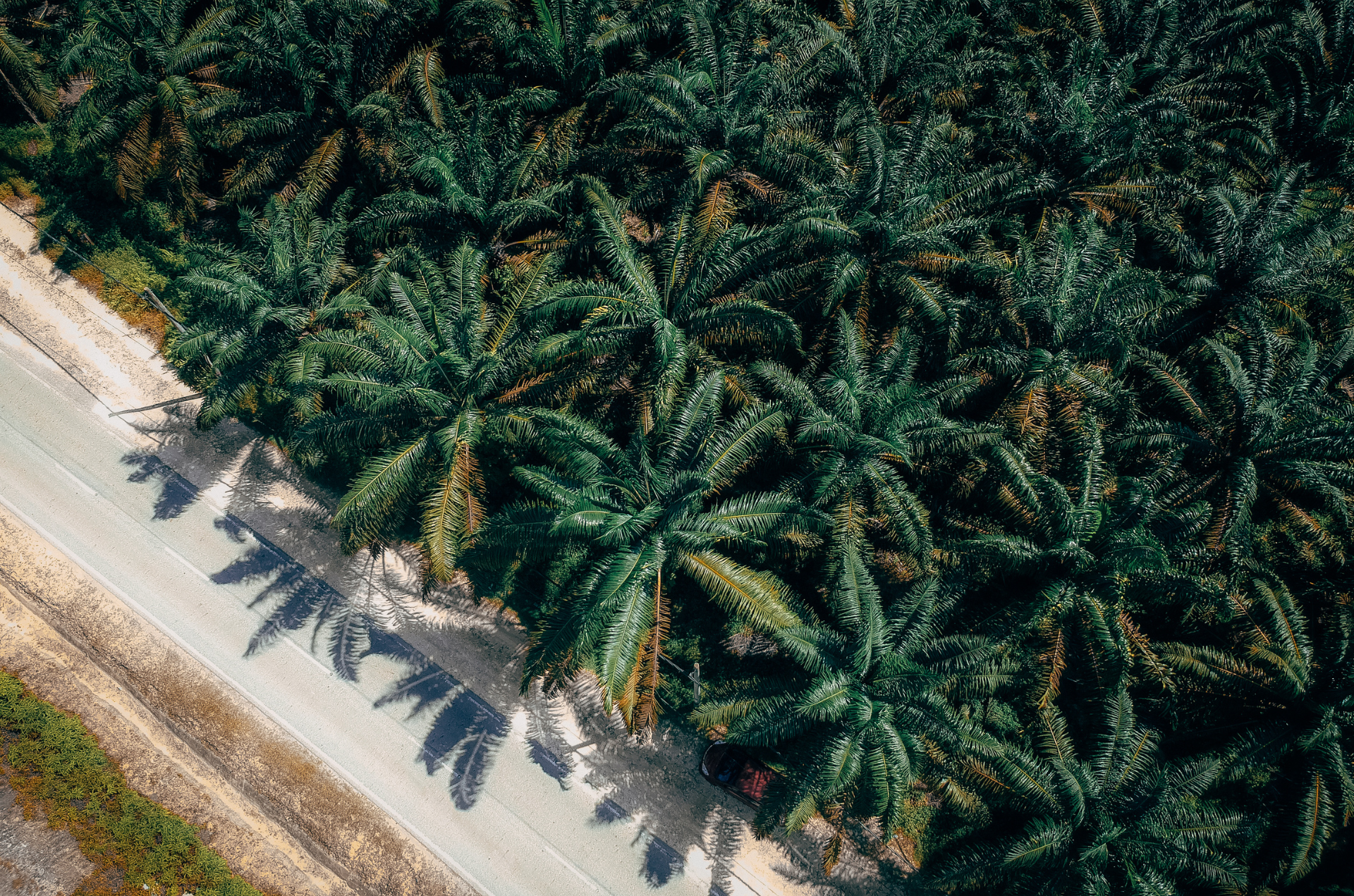 Coconut Oil in Indonesia: Market Dynamics, Applications, Health Benefits, and Why It Has Become a Must-Have Edible Oil